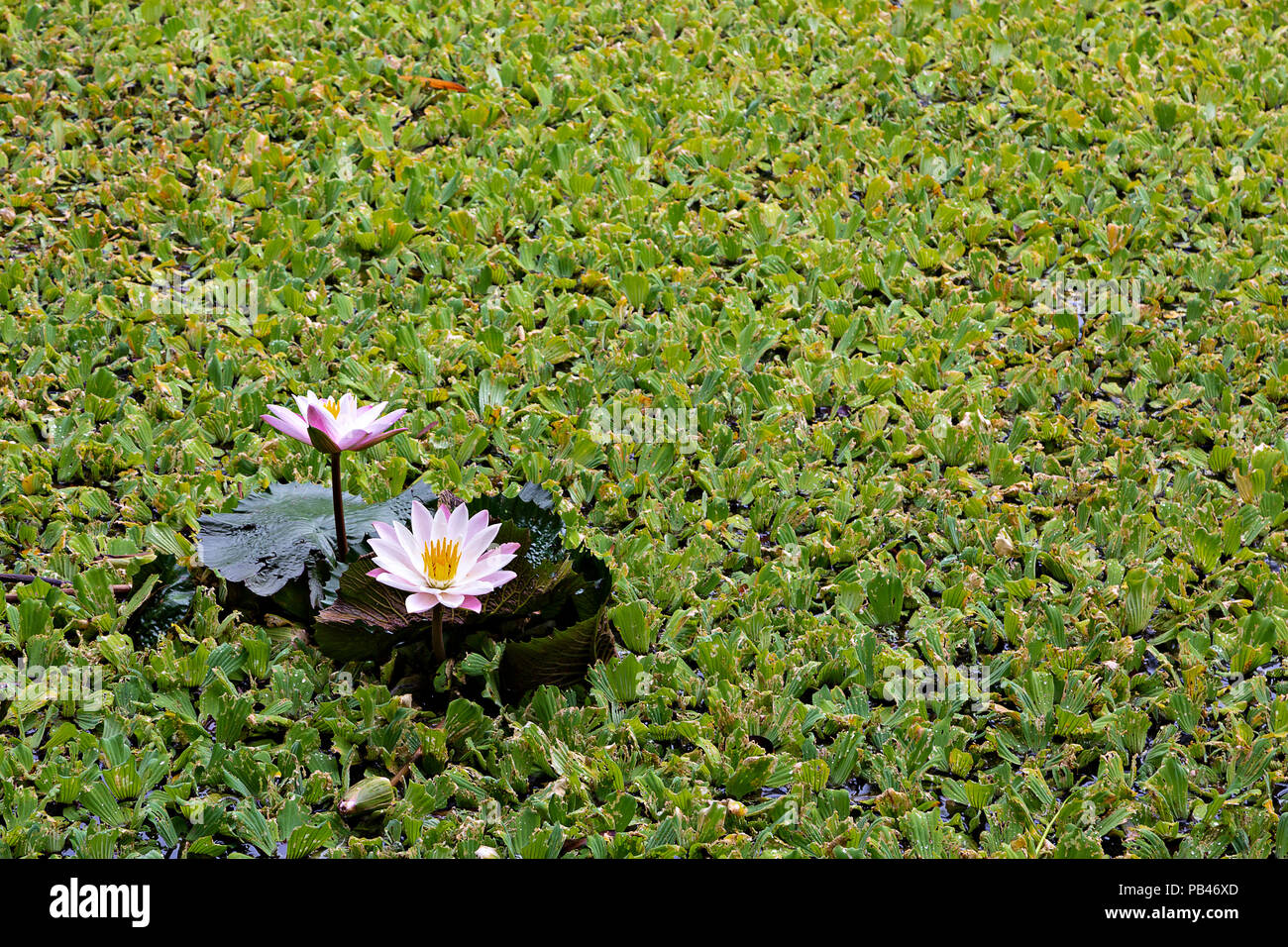 Rosa und weiße Seerosen in Chiang Mai, Thailand Stockfoto