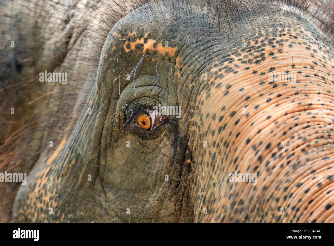 Auge des Asiatischen Elefanten in Thailand. Stockfoto