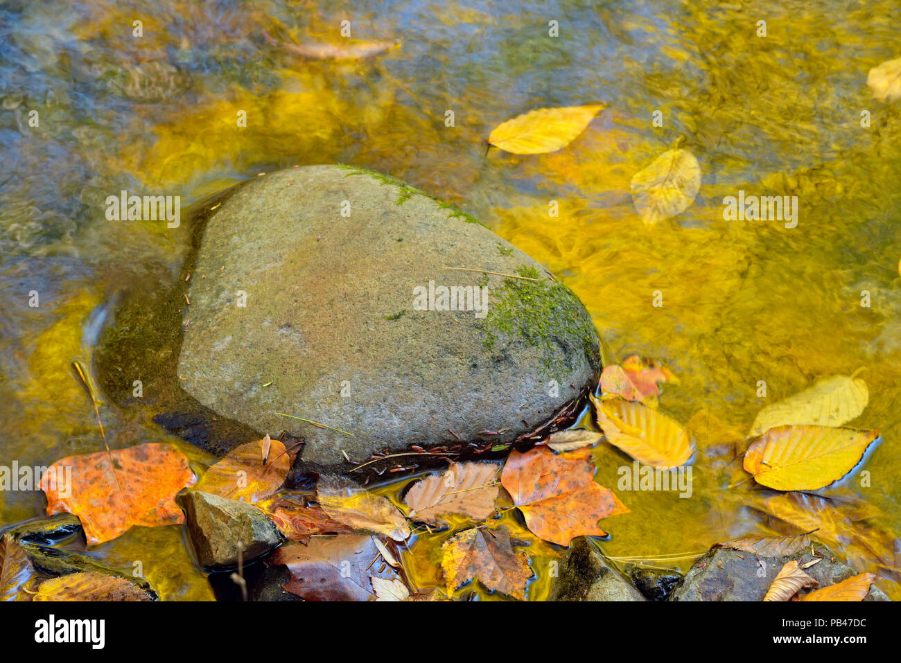 Herbst Reflexionen in den kleinen Fluss (elkmont), Great Smoky Mountains National Park, Tennessee, USA Stockfoto