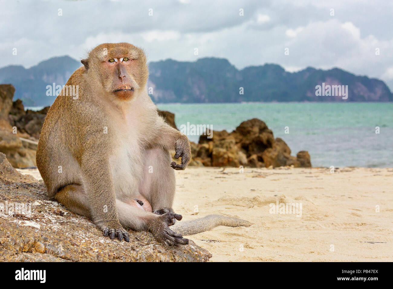 Macaque Affen am Strand in Thailand. Stockfoto