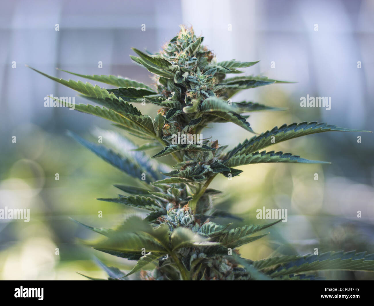 Unkraut Blume wachsen mit der unscharfen Hintergrund, OG Kush, Humboldt County Stockfoto