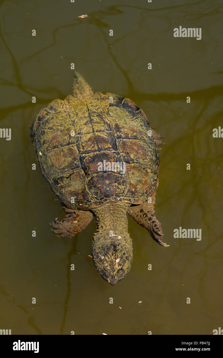 Maryland schnappschildkroete