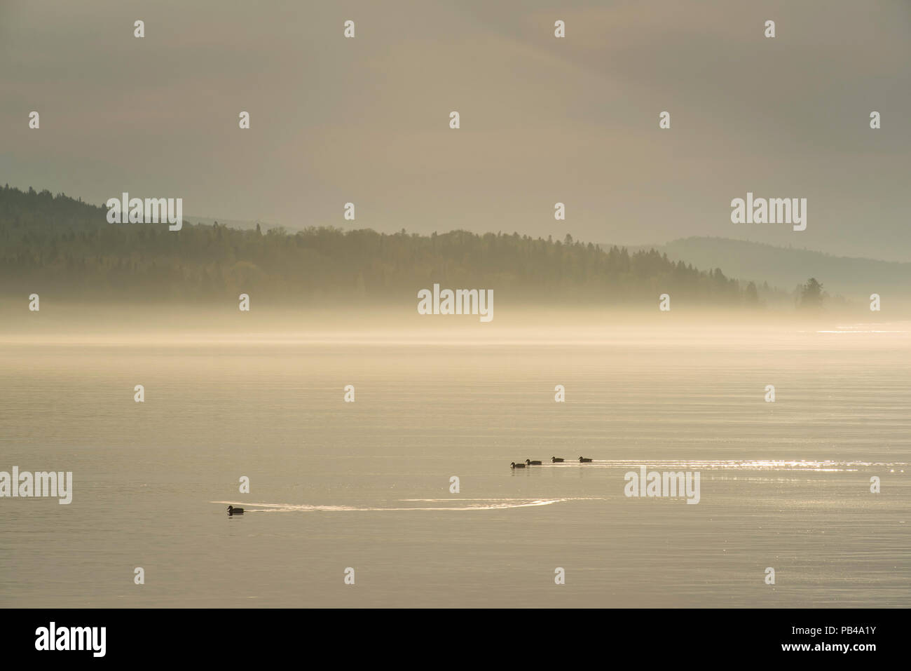 Stockenten, Lake Superior, Sunrise, MN, USA, von Bruce Montagne/Dembinsky Foto Assoc Stockfoto