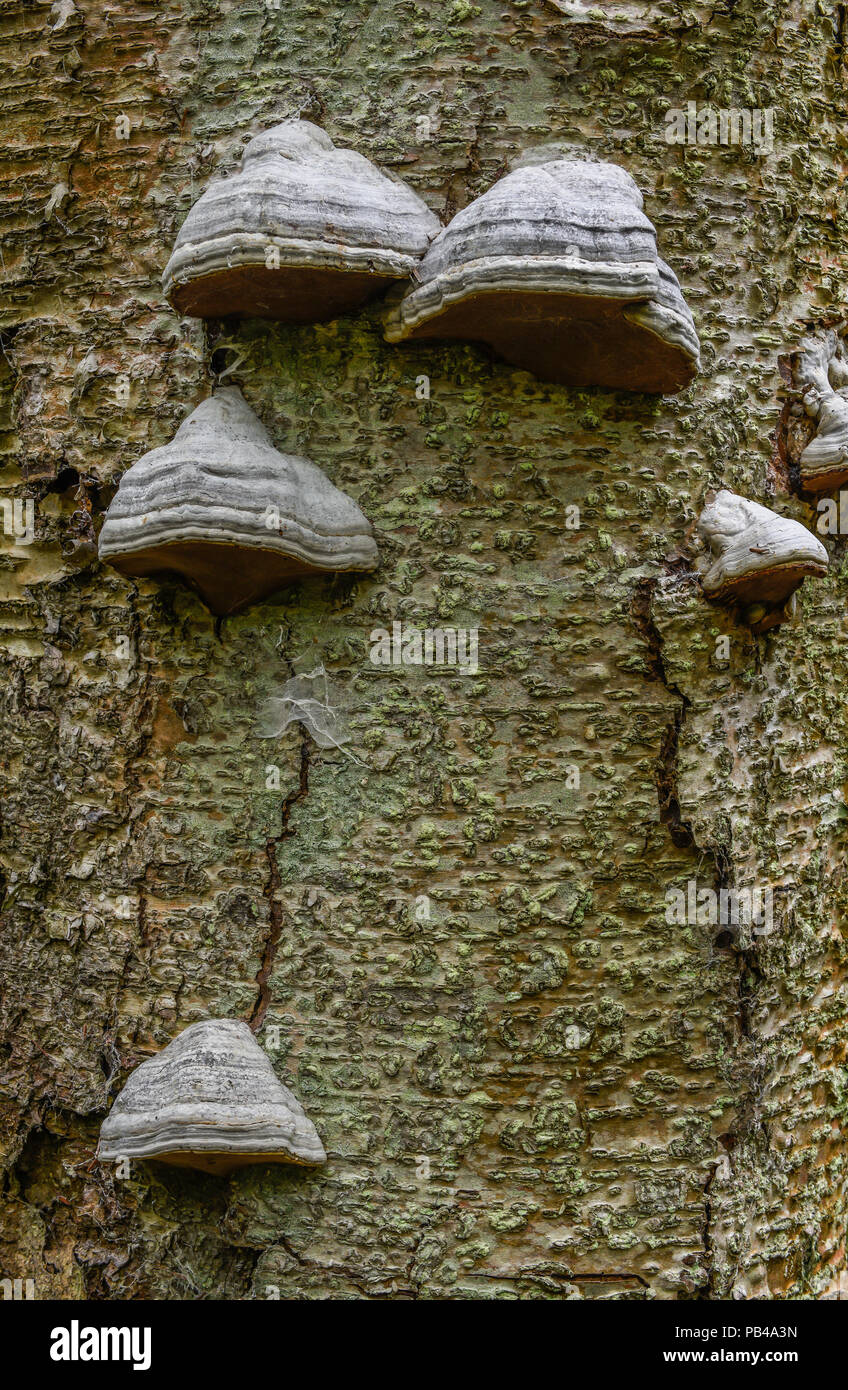 Regal Pilz wachsen auf toten Baum, Michigan, USA, von Bruce Montagne/Dembinsky Foto Assoc Stockfoto