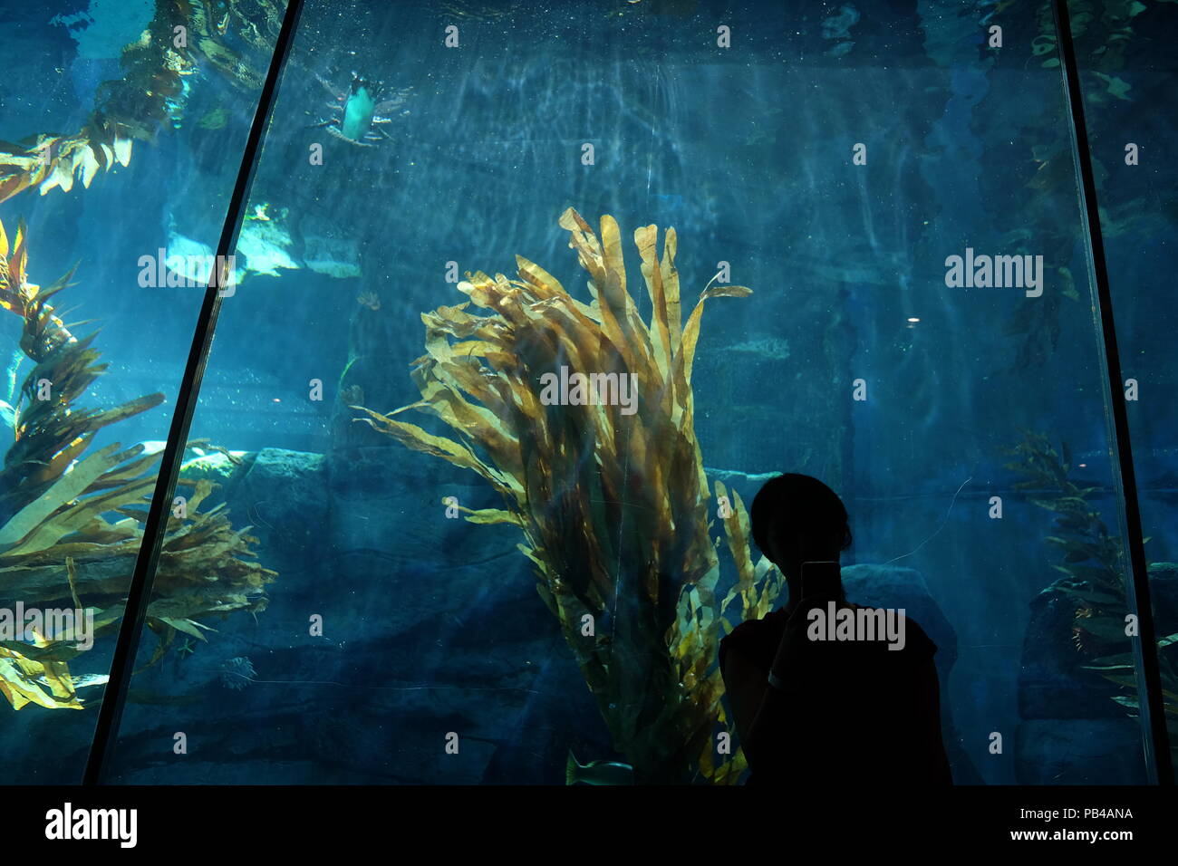 Ein Mädchen sitzen vor dem Wassertank mit riesigen Seegras Stockfoto