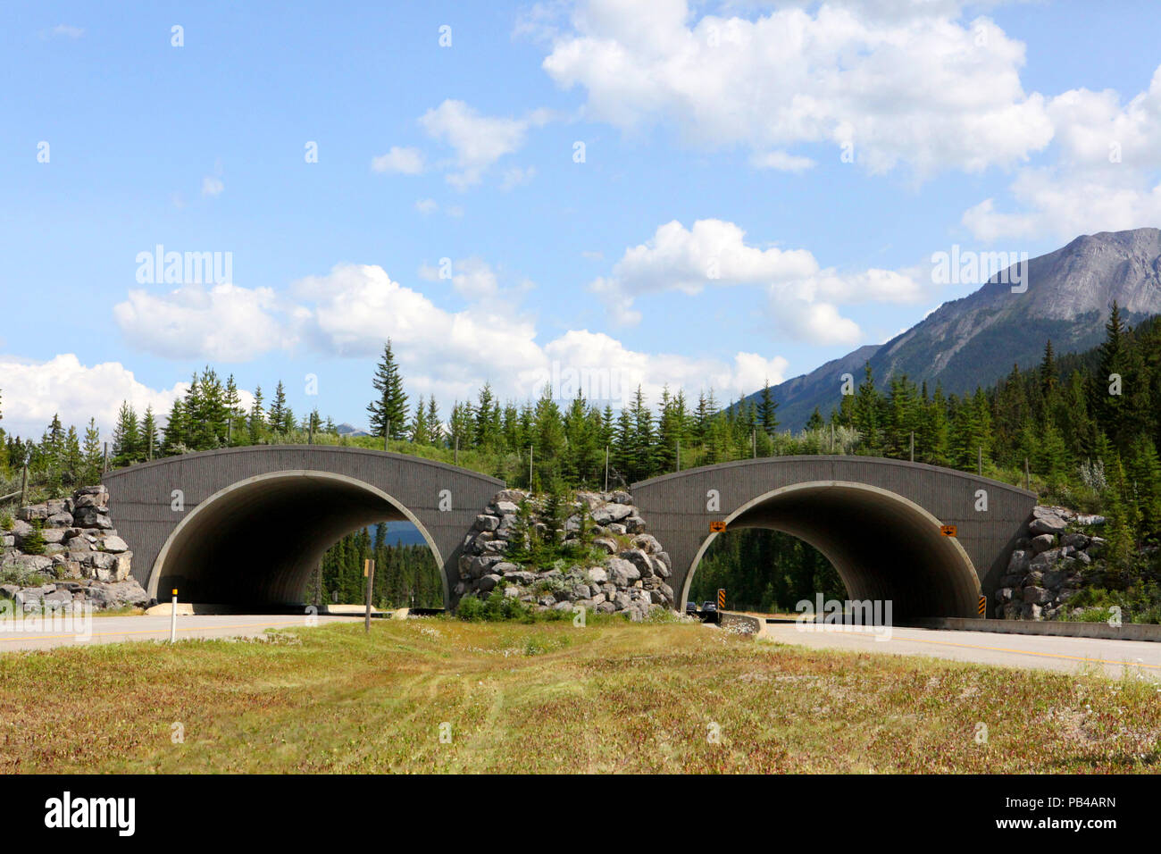 Wildlife Crossing und Überführung Stockfoto