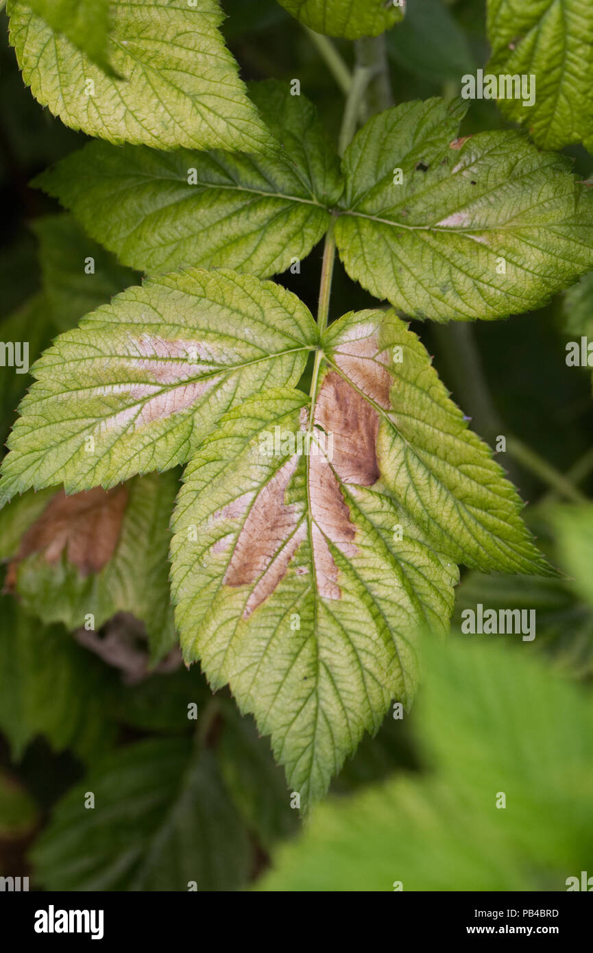 Leaf scorch auf Himbeere verlässt. Hohe Temperaturen schaden, UK 2018. Stockfoto