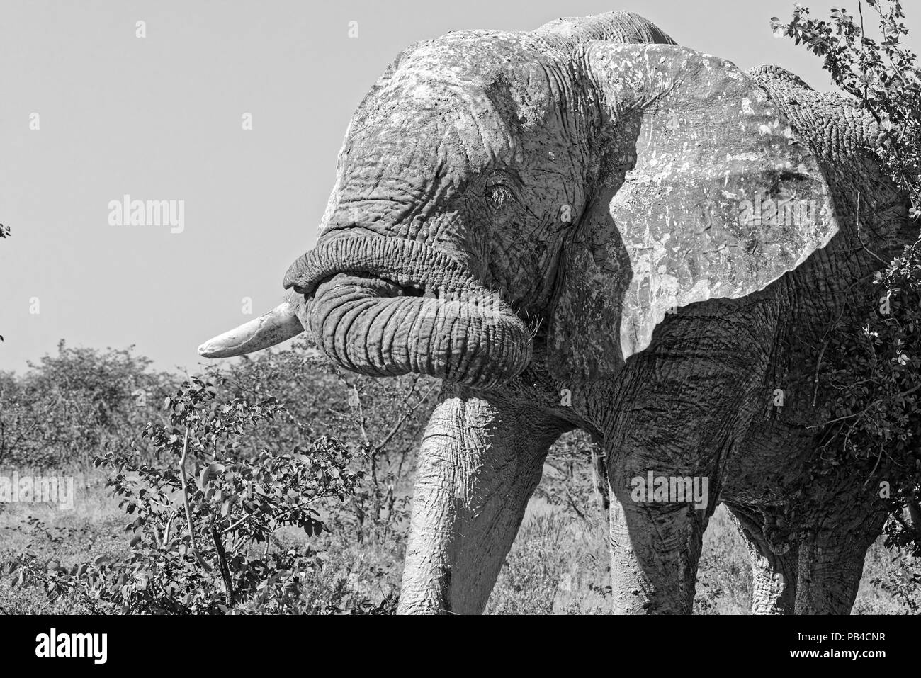 Bull elephant mit gewelltem Trunk in Schwarz und Weiß Stockfoto