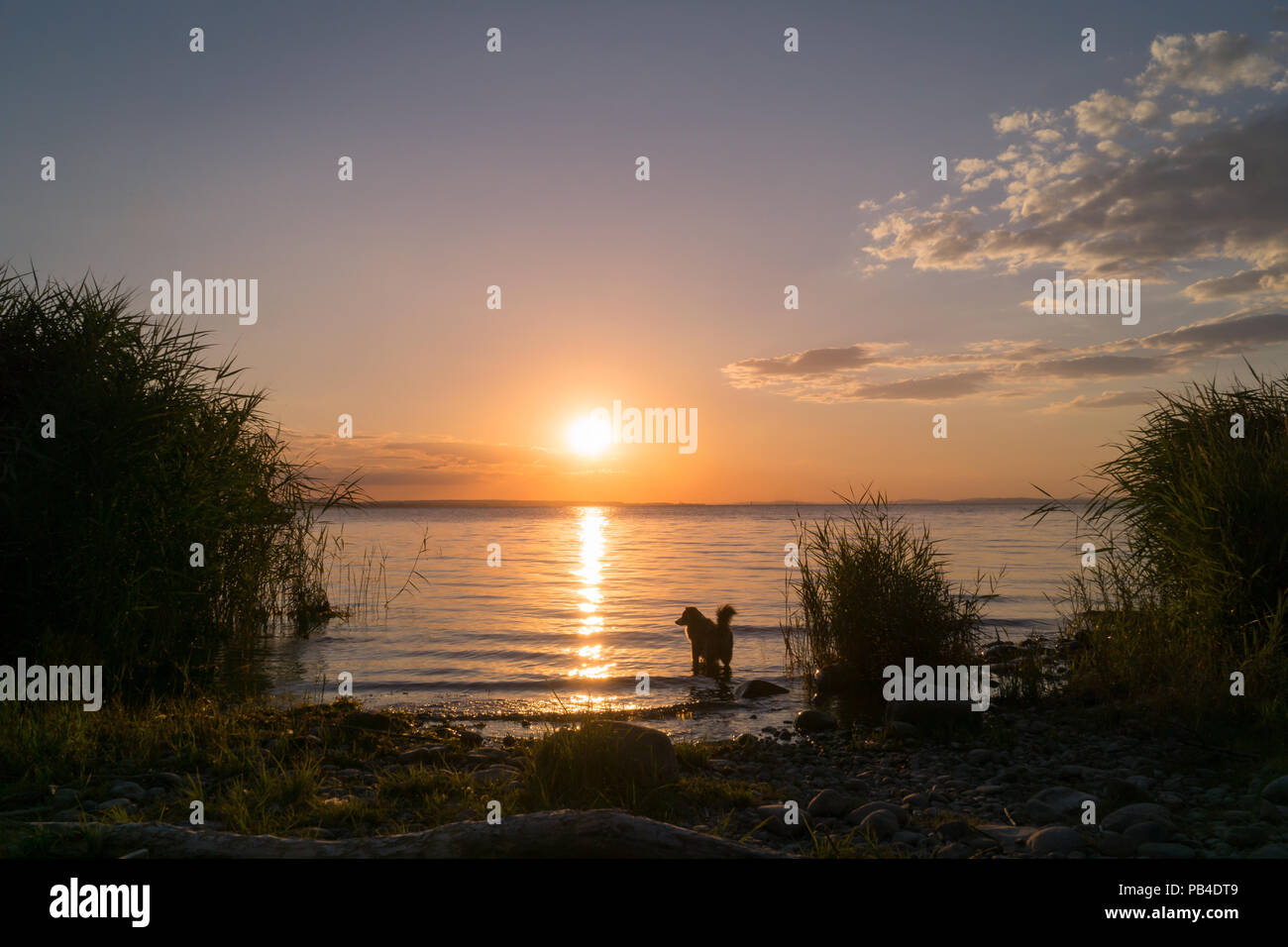 Mili die Miniatur Australian Shepherd, Spaß im Wasser, Sonnenuntergang Stockfoto