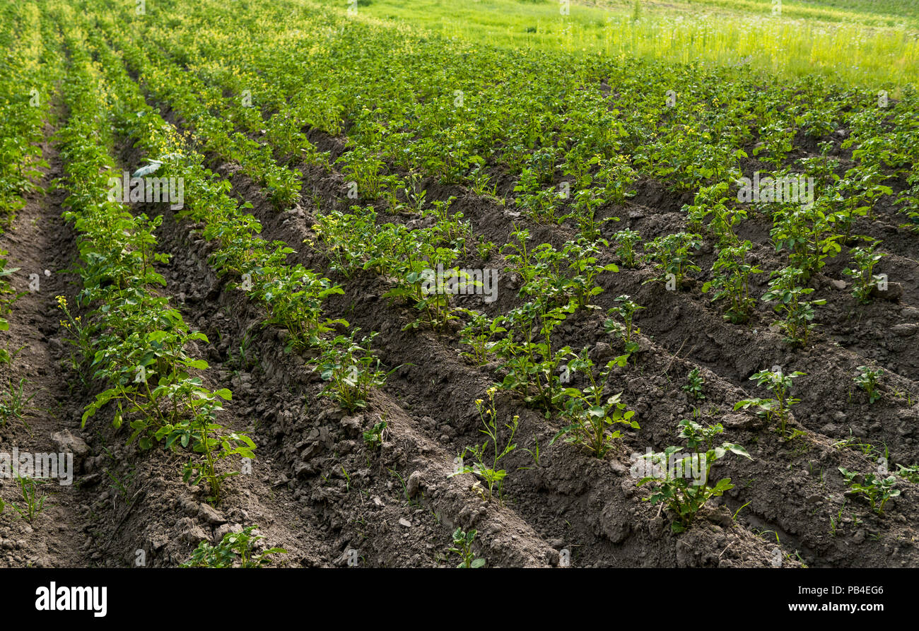 Grünes Feld von Kartoffeln in einer Reihe. Die Landwirtschaft. Anbau der Kartoffel. Organische Naturprodukt. Stockfoto