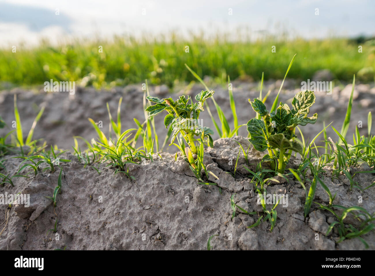 Junge Kartoffel auf den Boden bedecken. Anlage close-up. Die Pflänzchen der  junge Kartoffel Pflanzen sprießen aus dem Lehm im Frühjahr Stockfotografie  - Alamy