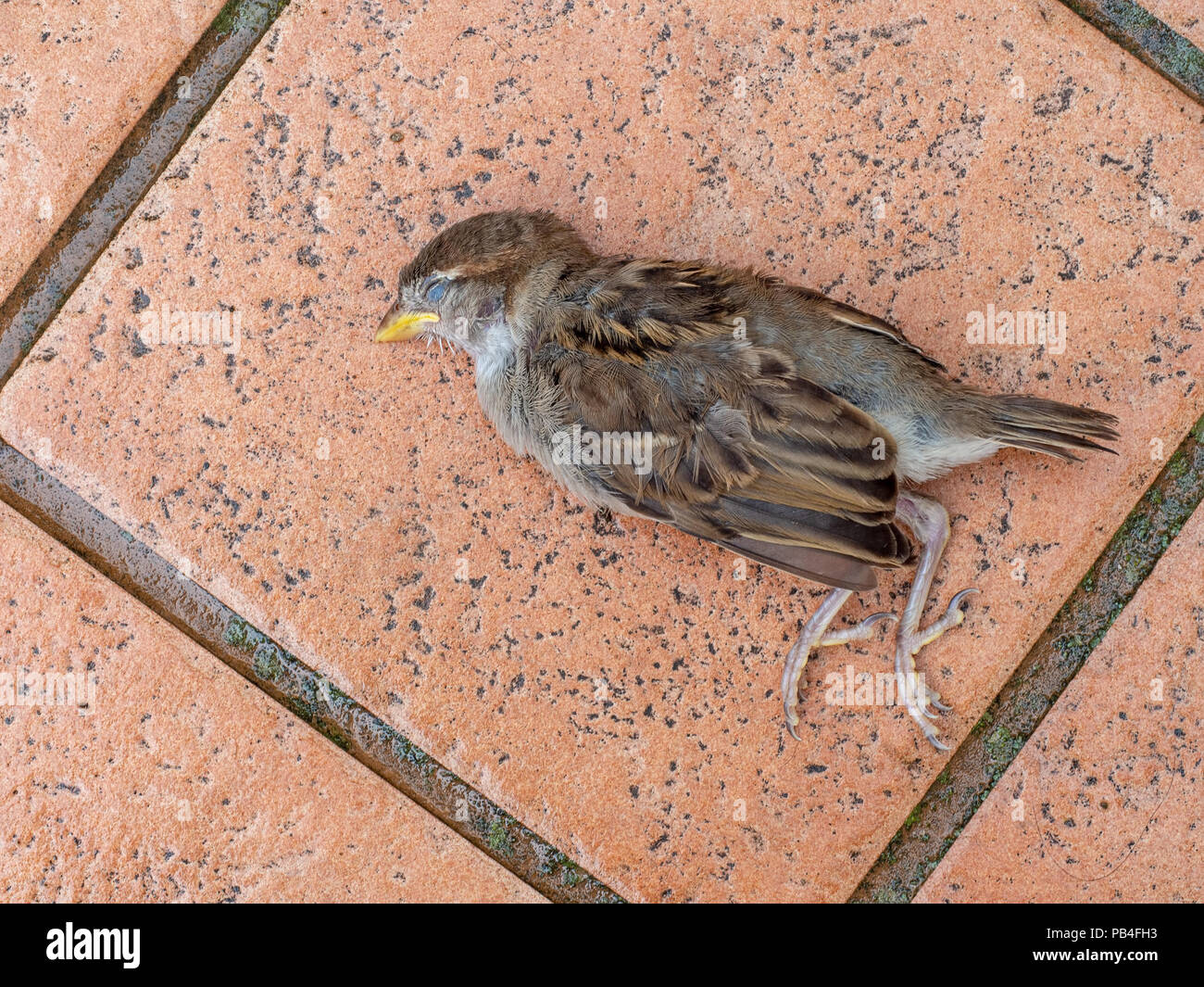 Tote junge junge Spatz, ein Geschenk von meiner Katze. Getötet und auf meiner Terrasse. Stockfoto