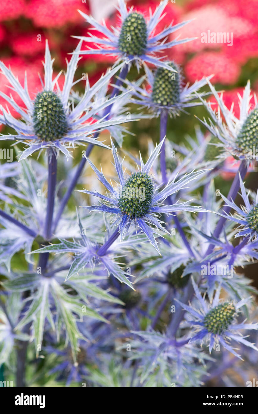 X Eryngium zabelii 'Big Blue'. Sea Holly Blumen auf einer Blume anzeigen. Großbritannien Stockfoto