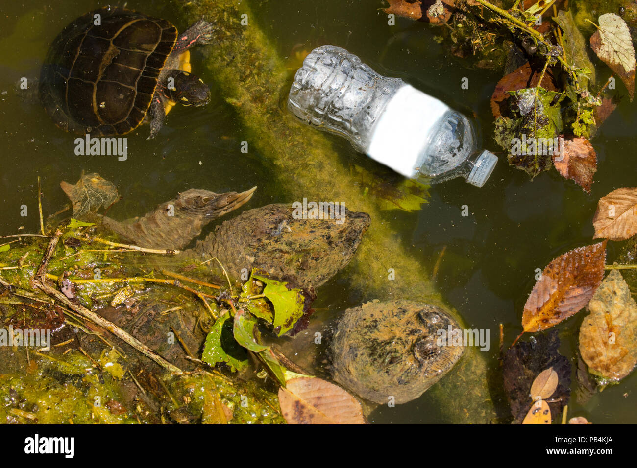 Einrasten der Schildkröten, Chelydra serpentina, und gemalte Schildkröte, mit Kunststoff Flasche, (Label Digital entfernt), Maryland Stockfoto