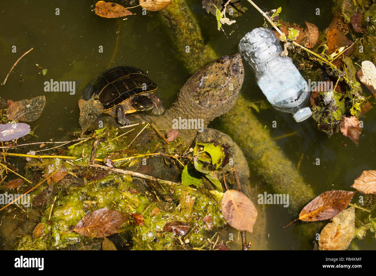 Snapping Turtle, Chelydra serpentina, und gemalte Schildkröte, Chrysemys picta, mit verworfen, Kunststoff Flasche, Etikett auf der Flasche digital entfernt, Marylan Stockfoto