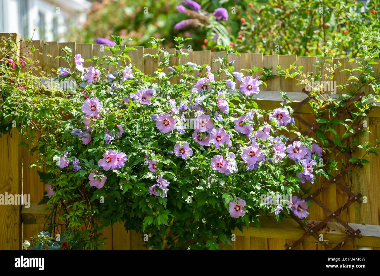 Hibiscus Pflanzen in voller Blüte Garten in Brighton, Großbritannien Stockfoto