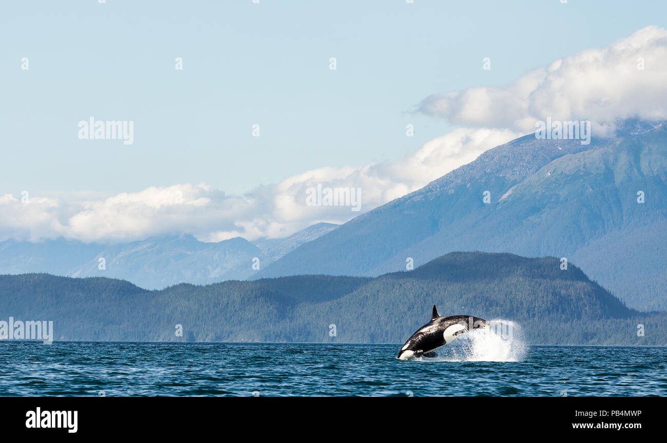 Ein Killer Whale Sprünge in die Luft während einer Jagd jagen ein Seehund im Lynn Canal in Südostalaska. Stockfoto