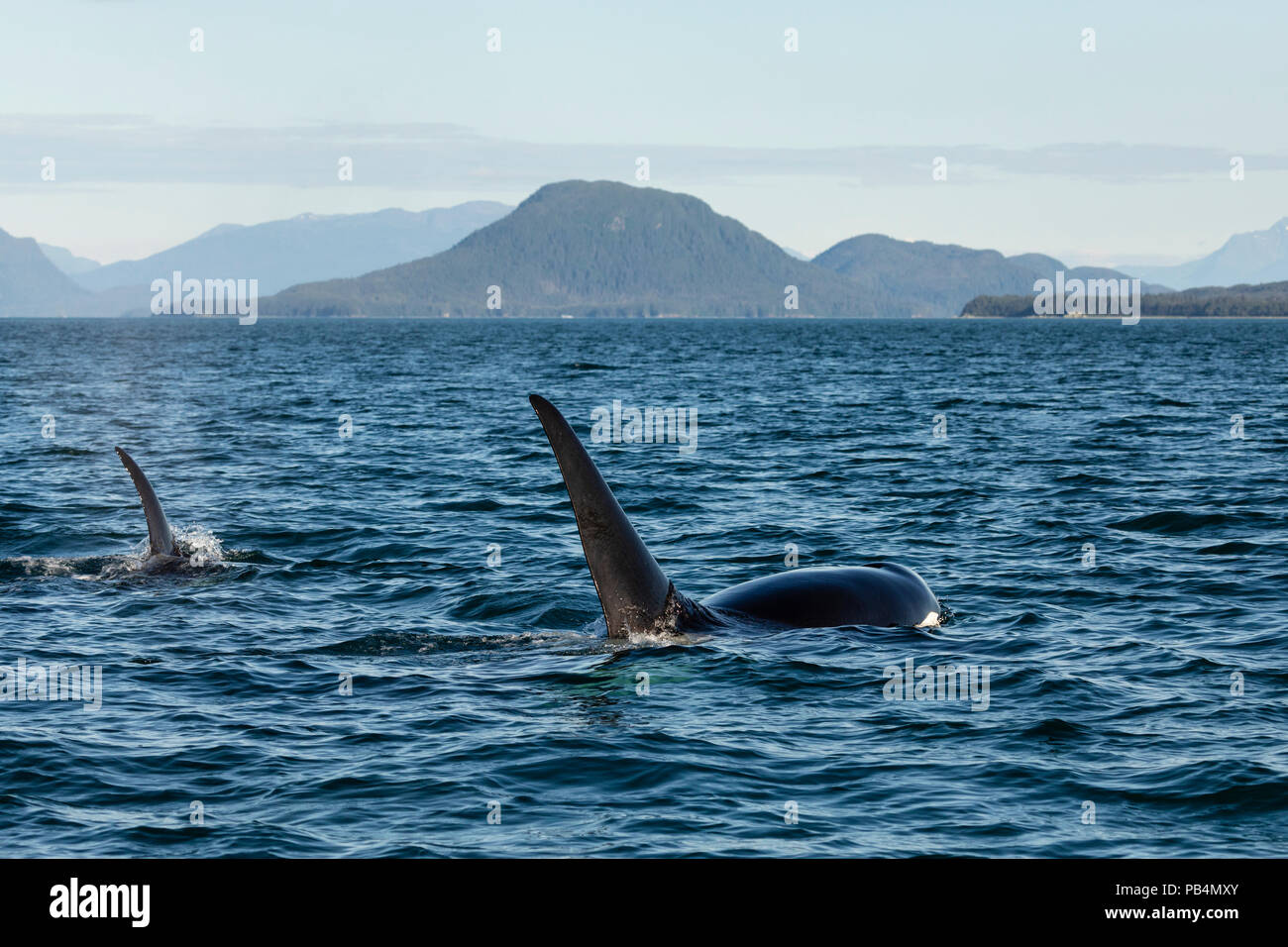 Männliche und weibliche Orcas auftauchen im Lynn Canal in Südostalaska. Stockfoto