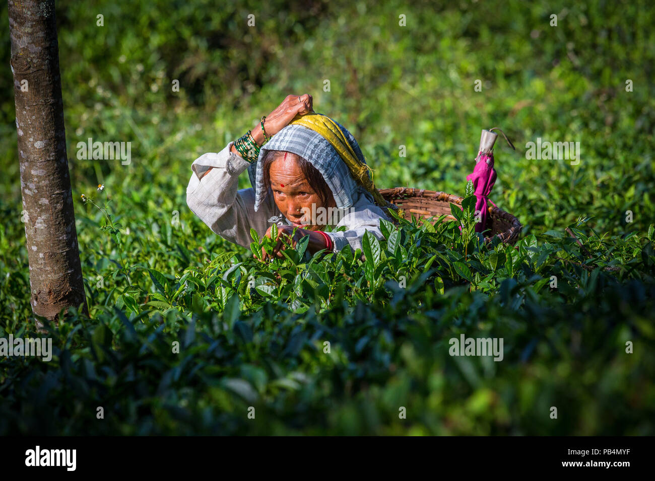 Tamil Teepflückerinnen sammeln Blätter, West Bengal. Indien. Stockfoto