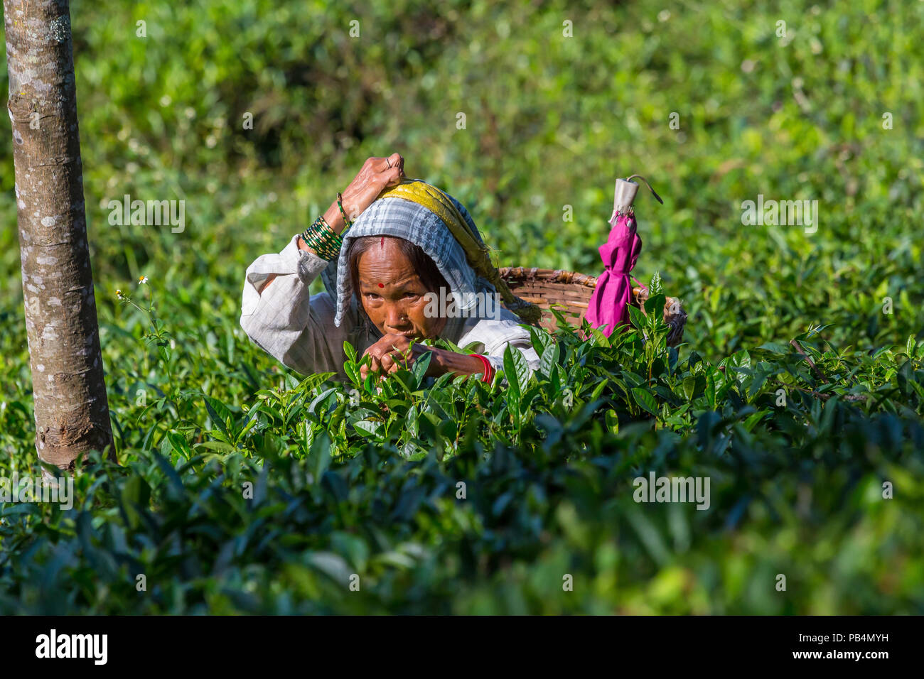 Tamil Teepflückerinnen sammeln Blätter, West Bengal. Indien. Stockfoto