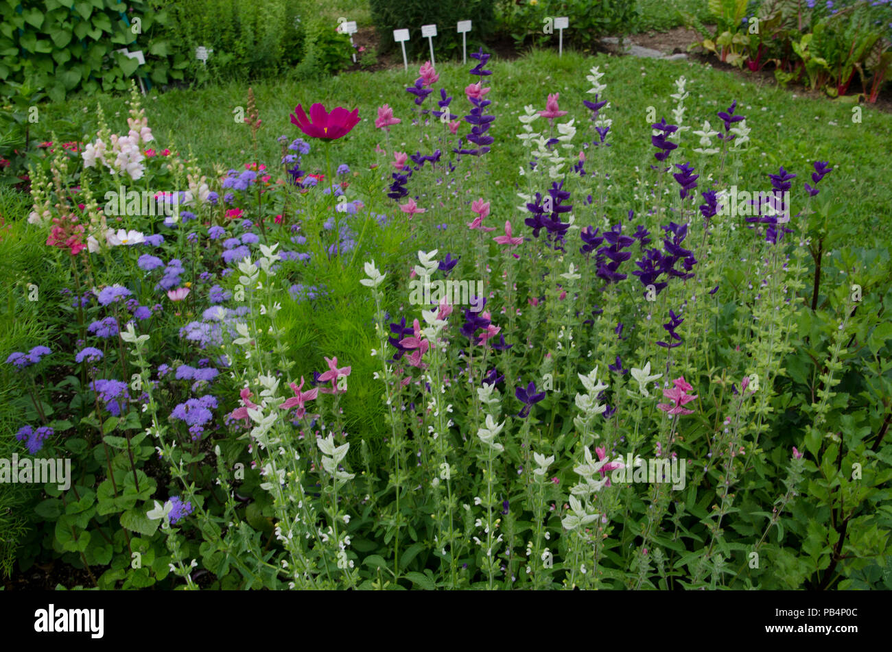 Blühende bunte Blumen in einem Gemeinschaftsgarten im Sommer, Maine USA Stockfoto