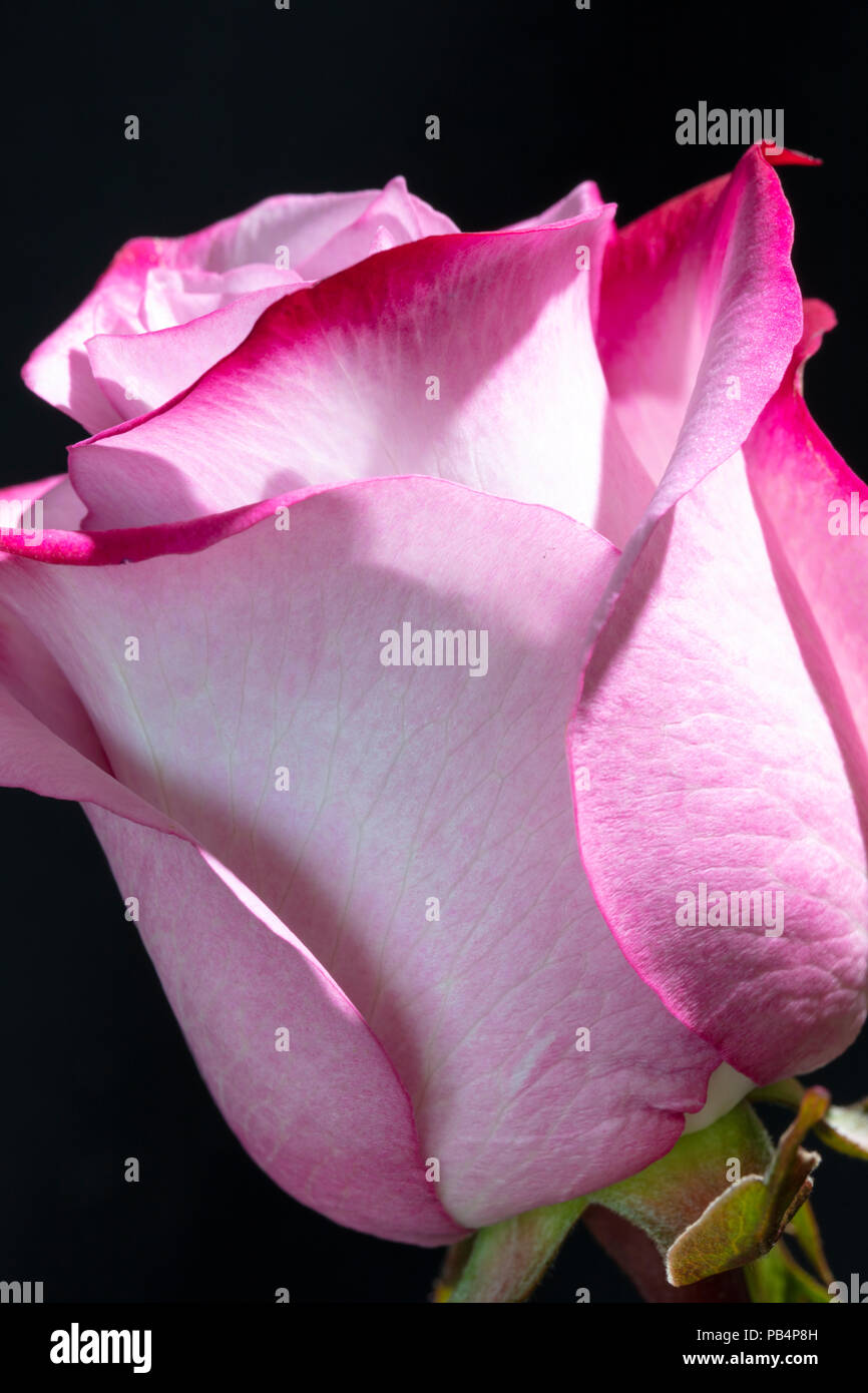 Makro Foto - Rosa Rose Stockfoto