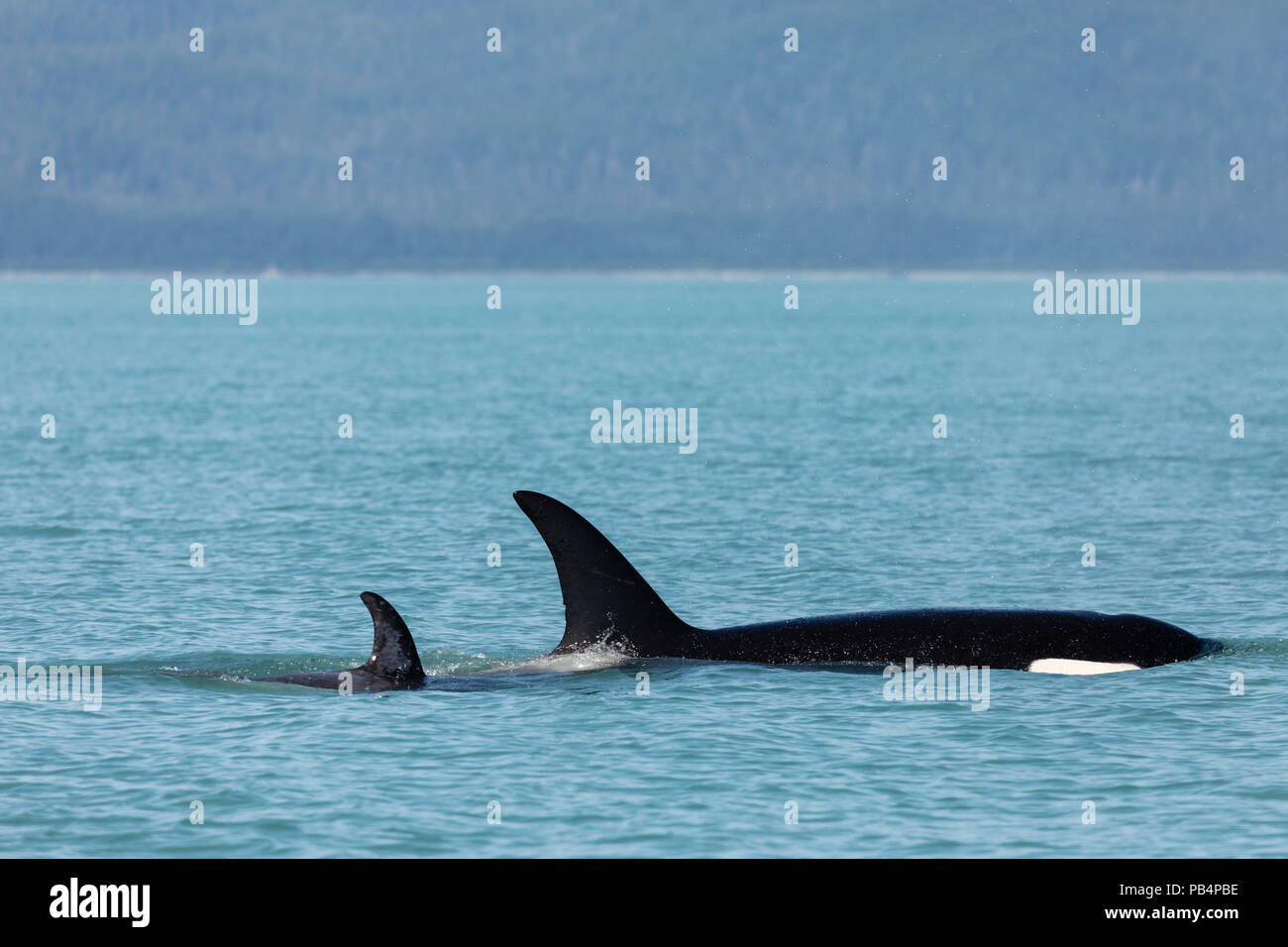 Weibliche Orca mit Kalb in Lynn Canal in Südostalaska. Stockfoto