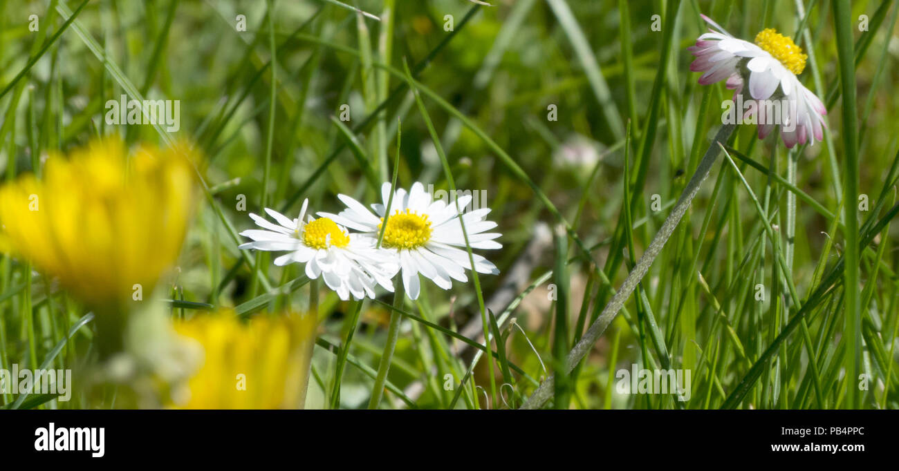 Eine schöne daisy Wiese nah am Frühling Stockfoto