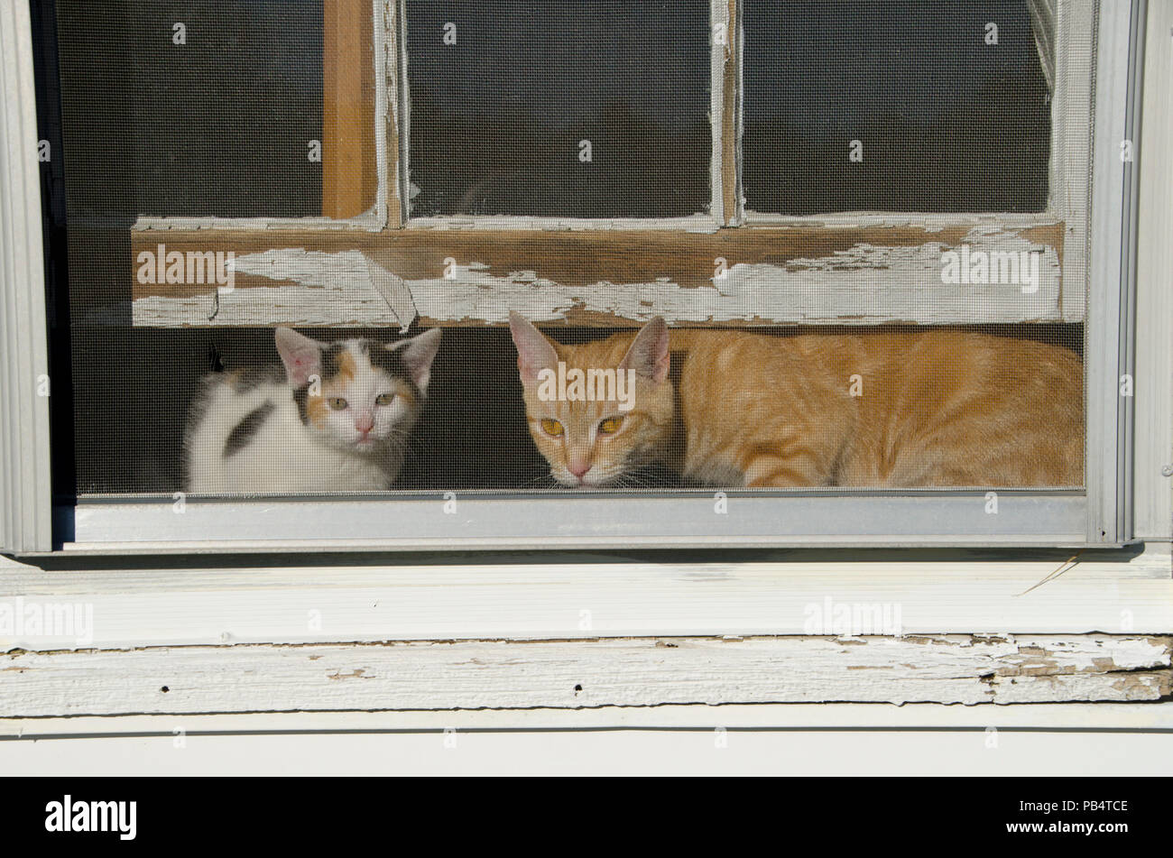 Mutter Katze und Kätzchen suchen geschirmte Fenster in alten Haus Stockfoto