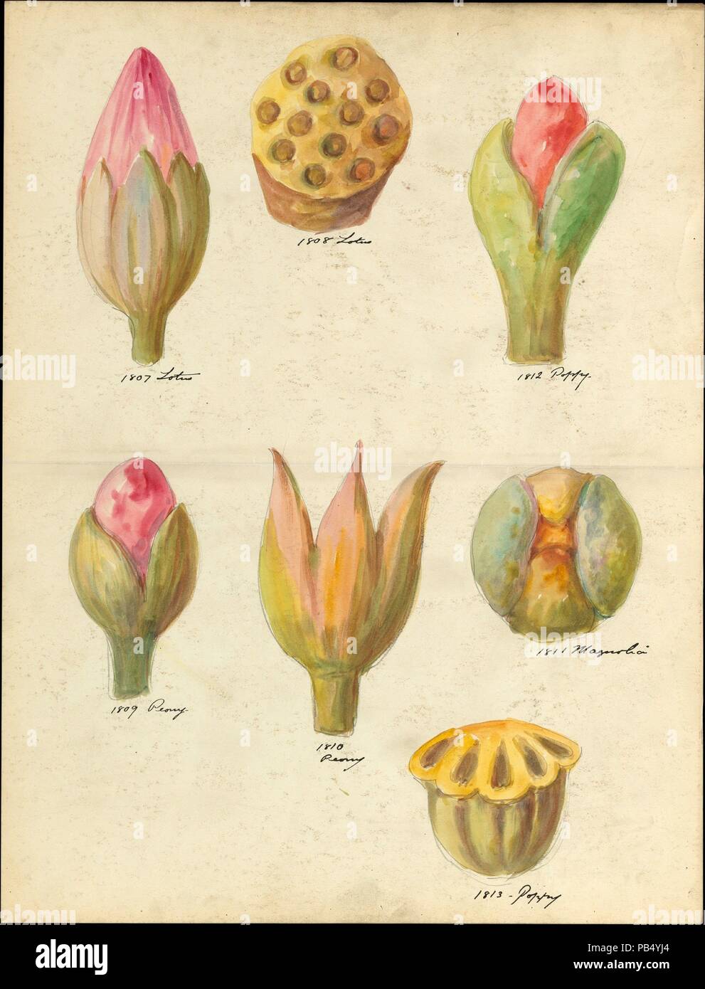 Konstruktionszeichnung der Blütenknospen und Samenkapseln von floralen Hauptstädten von Loggia, Laurelton Hall. Kultur: American. Abmessungen: 18 3/8 x 14 in. (46,7 x 35,6 cm). Schöpfer: Lenox, Incorporated (gegründet 1889). Datum: Ca. 1900-1915. Museum: Metropolitan Museum of Art, New York, USA. Stockfoto