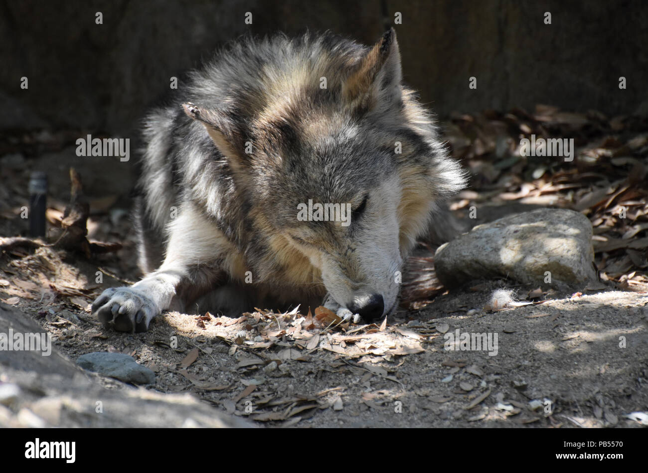 Sehr dicken braunen und grauen Pelz auf einem Wolf. Stockfoto