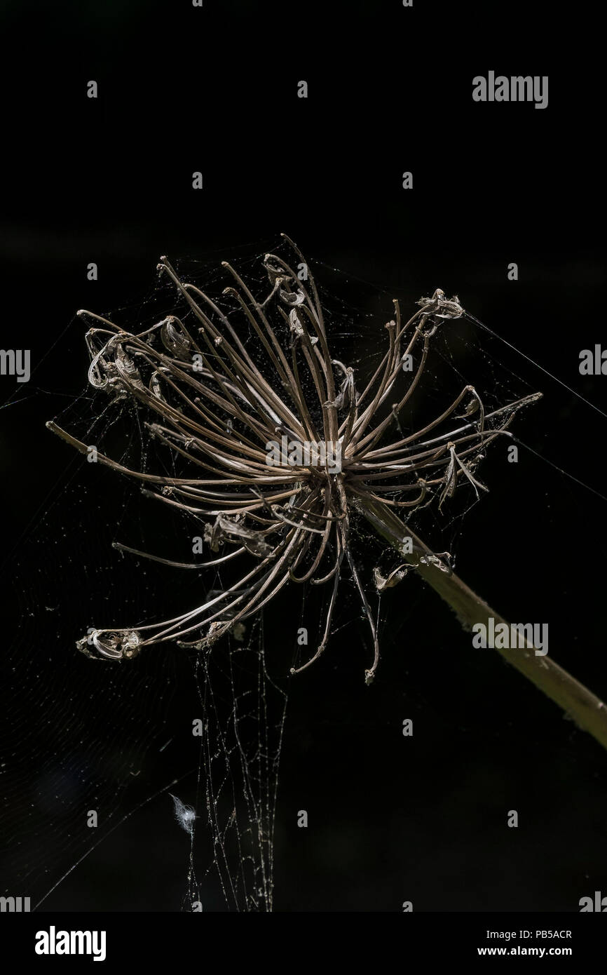 Die Ausgetrockneten tote Blume Leiter einer Agapanthus Werk in Spinnweben bedeckt. Stockfoto