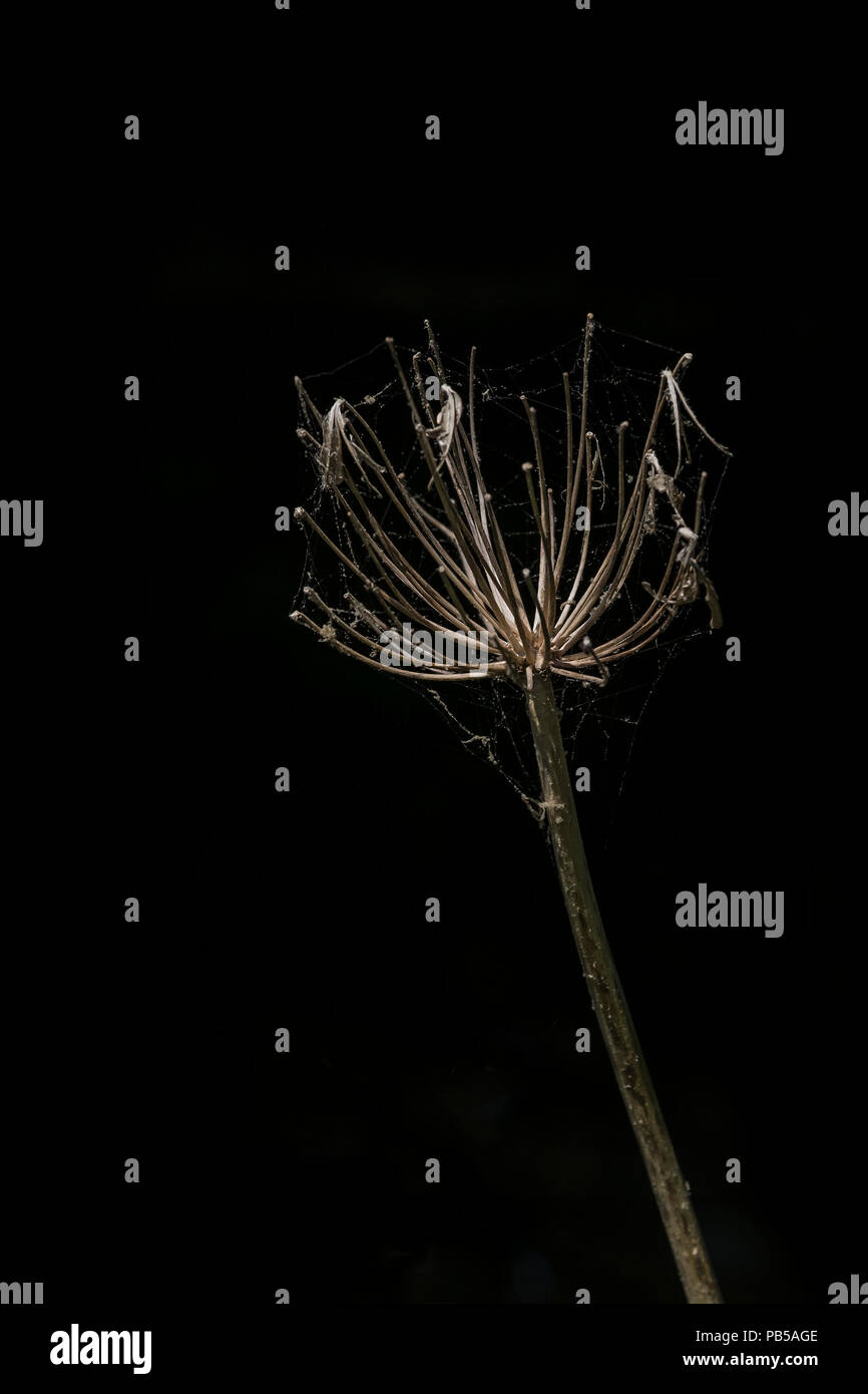 Die Ausgetrockneten tote Blume Leiter einer Agapanthus Werk in Spinnweben bedeckt. Stockfoto