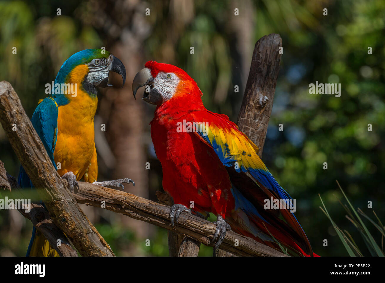 Paar Aras tropische Vögel in St. Augustine Alligator Farm Tierpark in St Augustine Florida Stockfoto