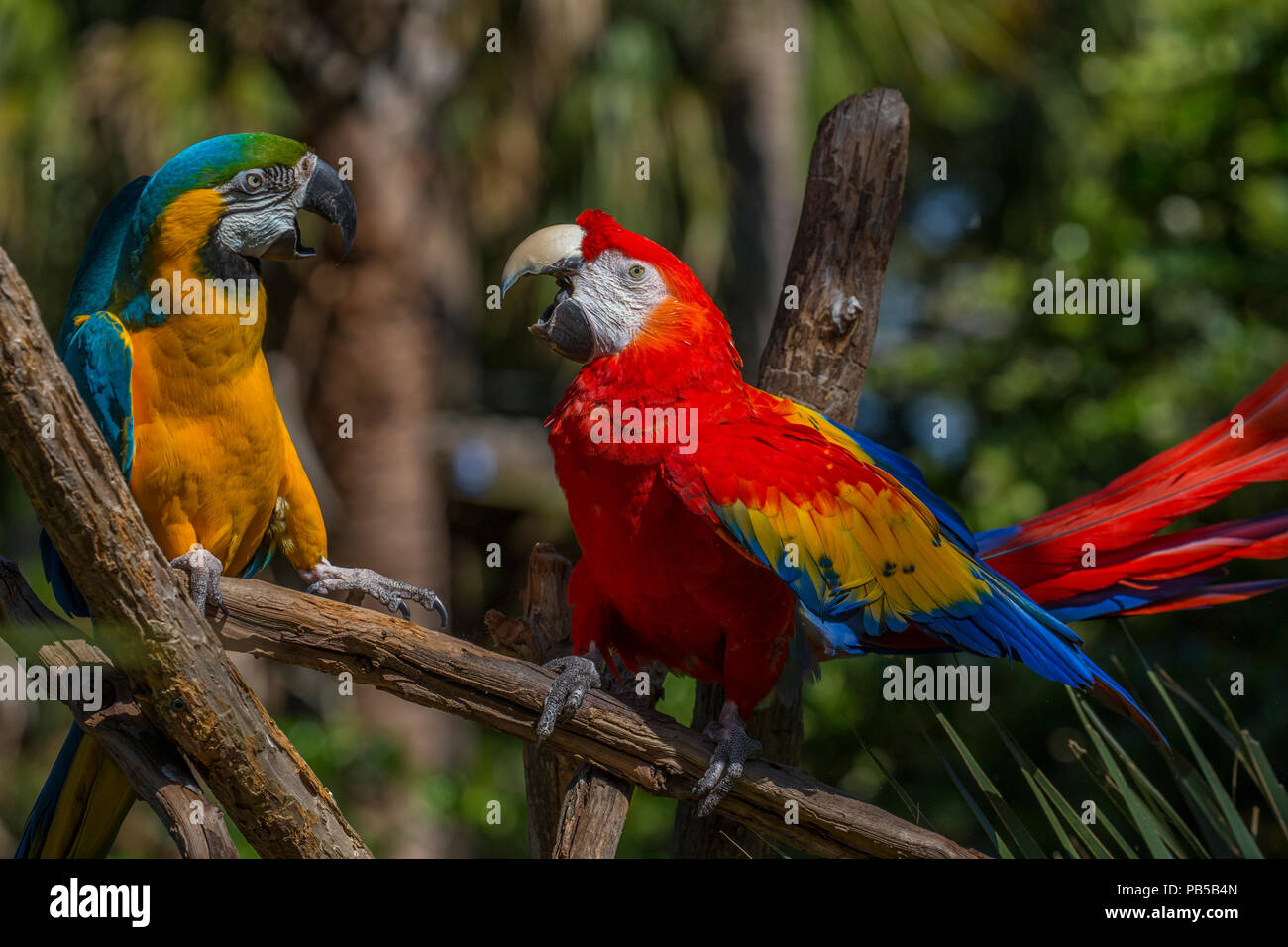 Paar Aras tropische Vögel in St. Augustine Alligator Farm Tierpark in St Augustine Florida Stockfoto