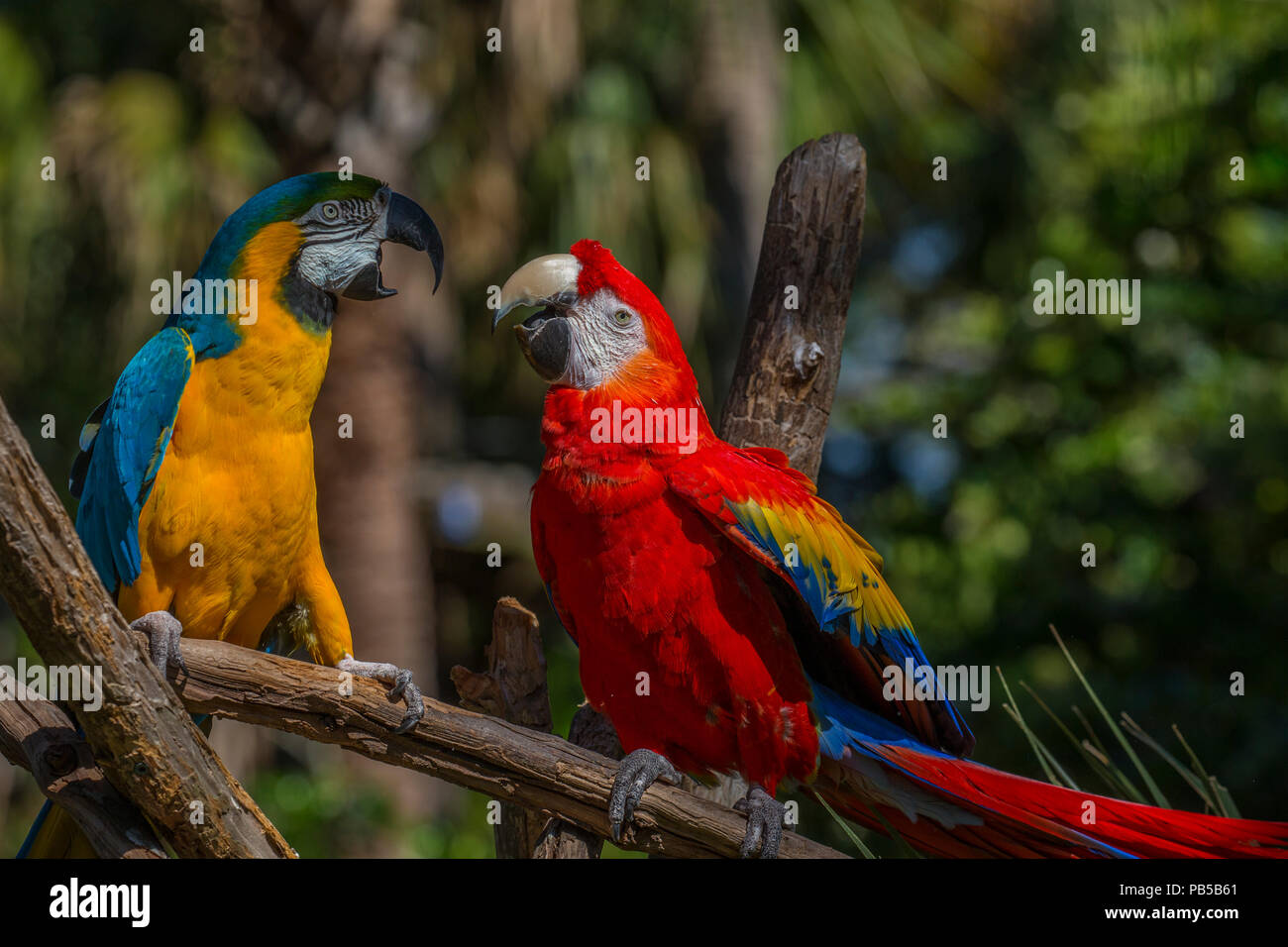Paar Aras tropische Vögel in St. Augustine Alligator Farm Tierpark in St Augustine Florida Stockfoto