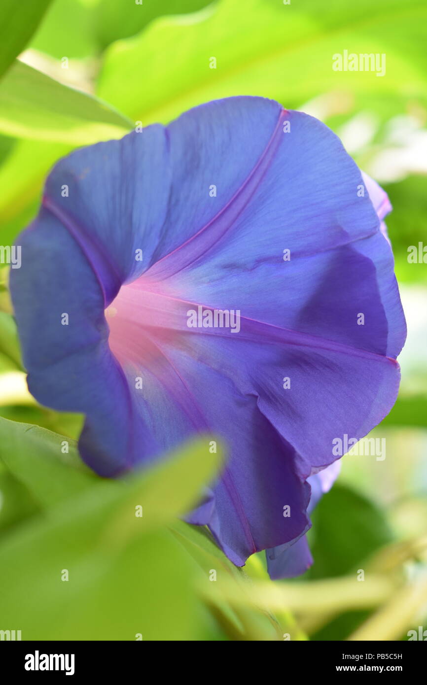 Nahaufnahme einer blauen Blume Stockfoto
