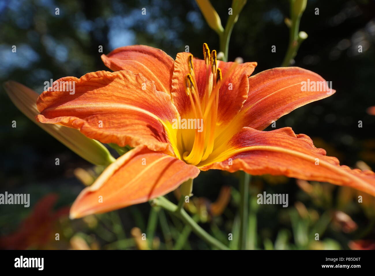 In der Nähe von Orange, Lilie und Zoo Calgary, Calgary, Alberta, Kanada Stockfoto