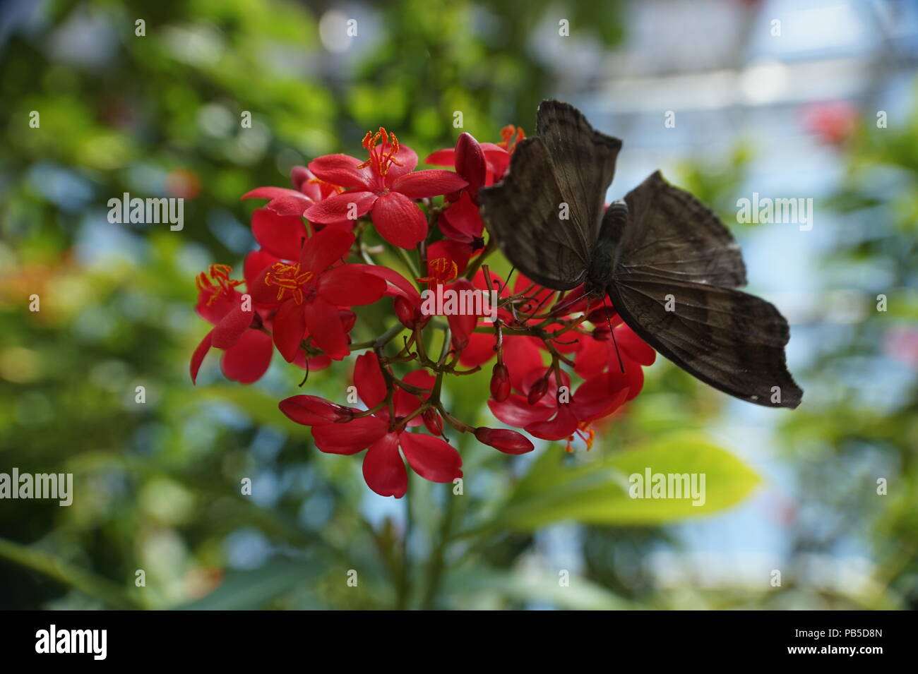 Schmetterling auf roten Blüten. Calgary Zoo, enmax Wintergarten, Calgary, Alberta, Kanada Stockfoto