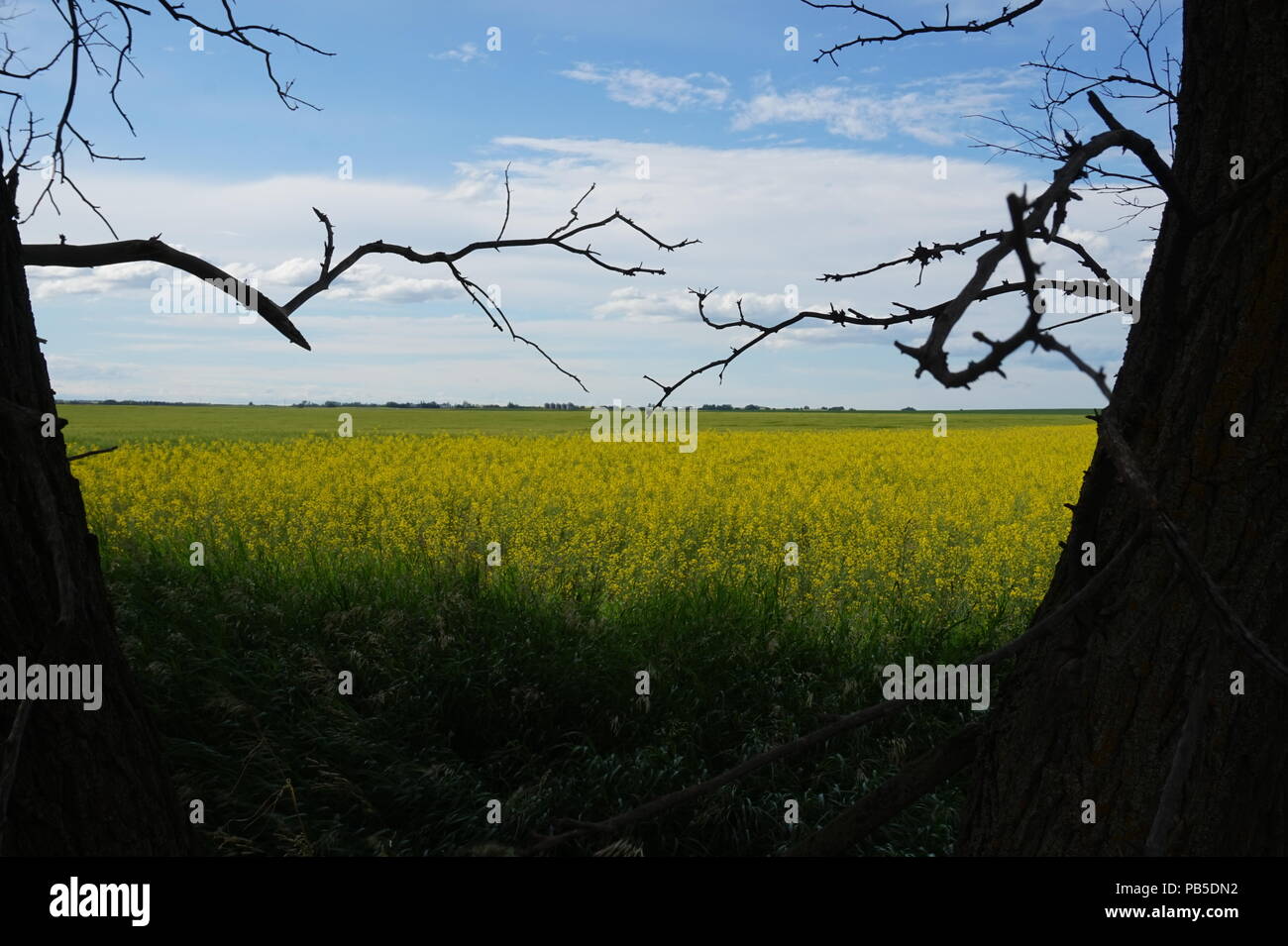 Gelbe Rapsfeld, Alberta, Kanada, die von zwei Bäumen gesäumt. Sommer, blauer Himmel Stockfoto