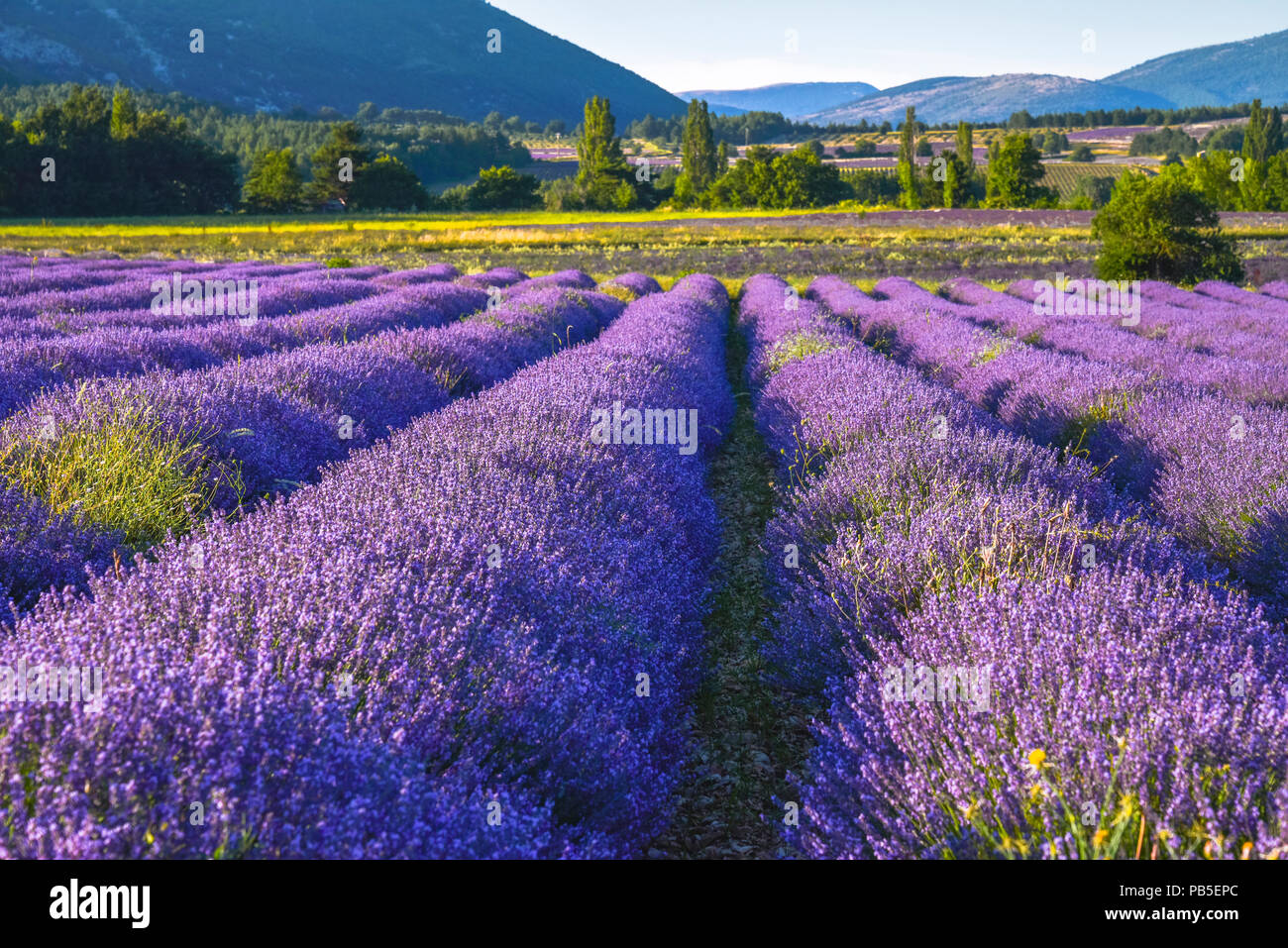 Bluhende Lavendel Feld Im Abendlicht In Der Nahe Von Sault