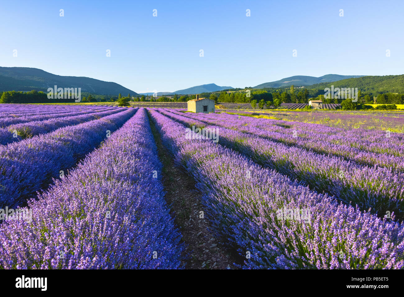 Verträumt blühende Lavendel Landschaft in der Nähe von Sault, Provence, Frankreich, weiches Licht am Abend Stockfoto
