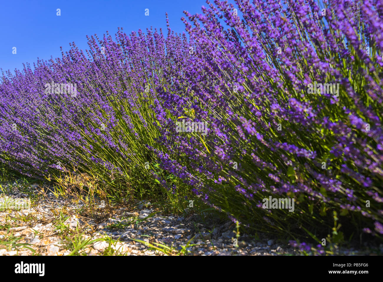 Lavendel Blume Nahaufnahme, Provence, Frankreich, geringe Aussicht auf dem Boden Stockfoto