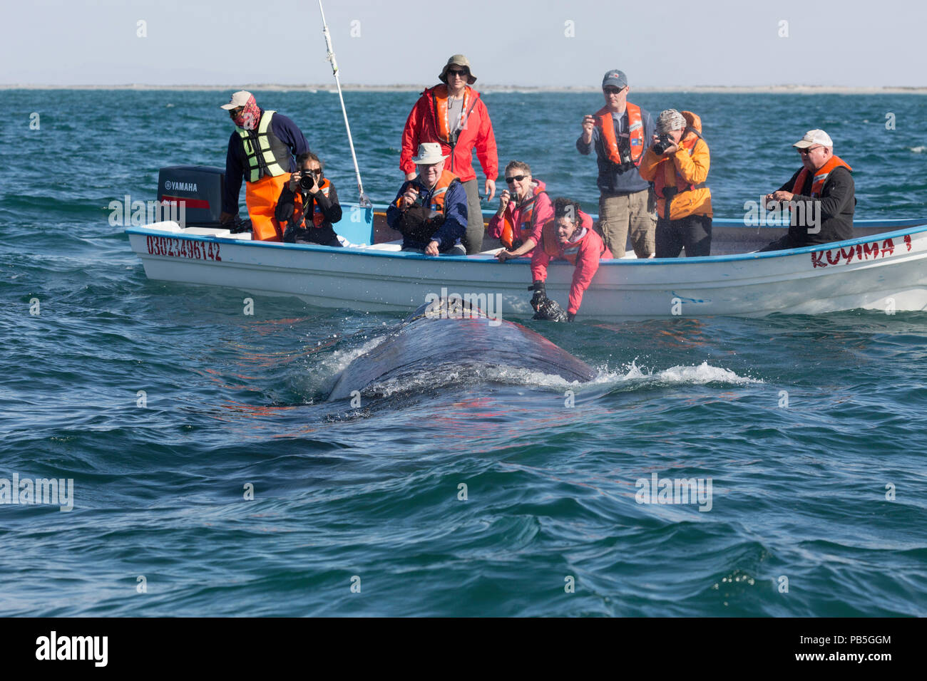 Nach California Grauwale, Eschritius robustus, mit Touristen in San Ignacio Lagoon, Baja California Sur, Mexiko. Stockfoto