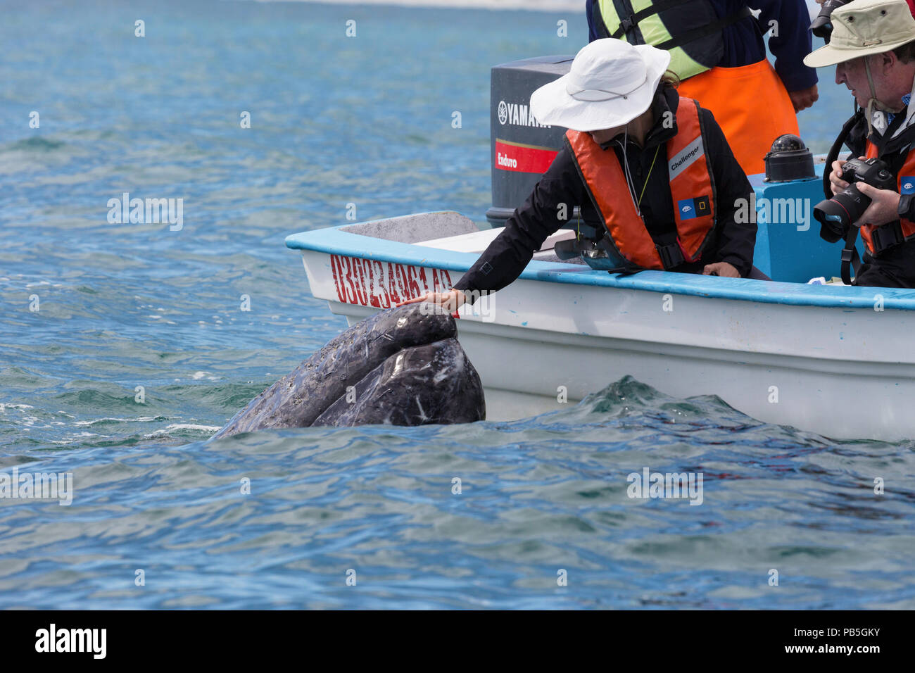 Nach California Grauwale, Eschritius robustus, mit Touristen in San Ignacio Lagoon, Baja California Sur, Mexiko. Stockfoto