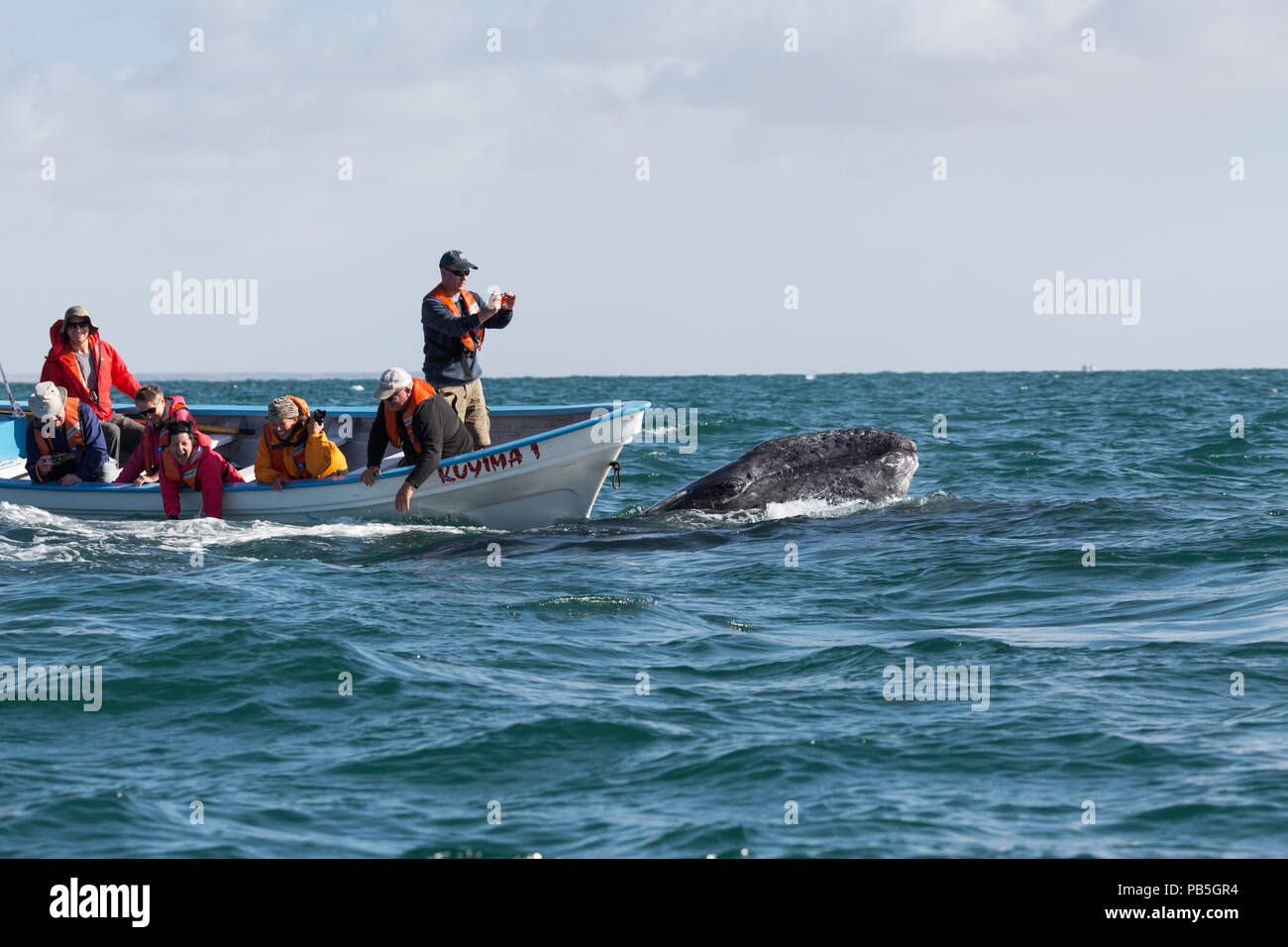 California Grauwale Kalb, Eschritius robustus, mit Touristen in San Ignacio Lagoon, Baja California Sur, Mexiko. Stockfoto