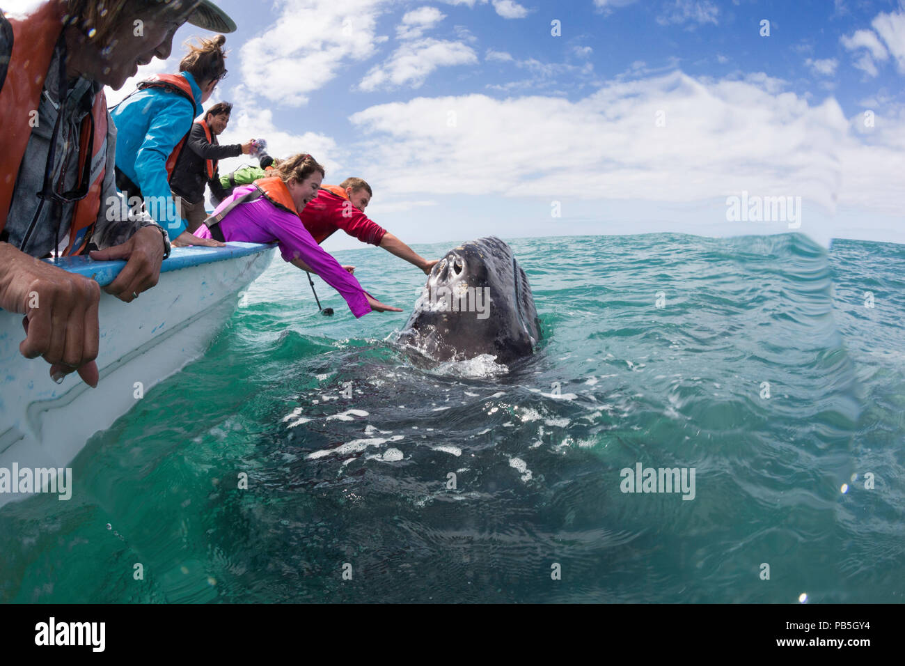 California Grauwale Kalb, Eschritius robustus, mit Touristen in San Ignacio Lagoon, Baja California Sur, Mexiko. Stockfoto