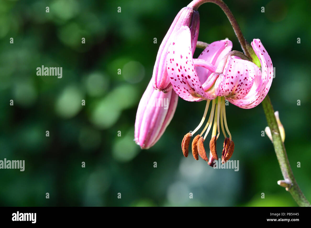 Makroaufnahme eines martagon Lilie (Lilium martagon) Stockfoto