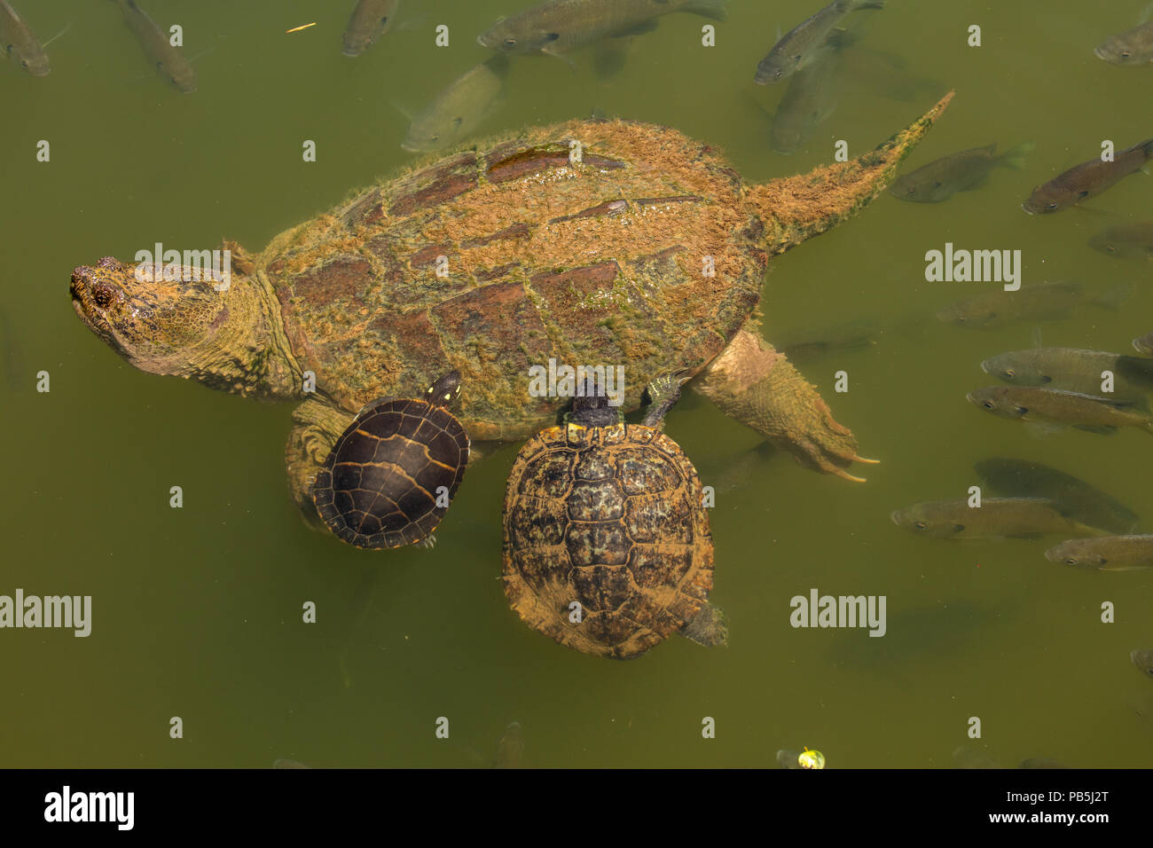 Snapping Turtle Chelydra Serpentina Und Gemalte Schildkrote Chrysemys Picta Und Rotwangen Schmuckschildkrote Tracymys Scripta Maryland Futterung Auf Die Algen Auf Stockfotografie Alamy