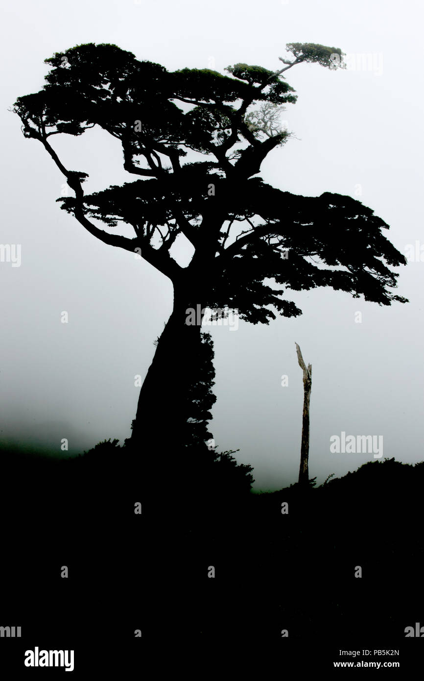 Würgefeige, Ficus aurea, tropischer Regenwald, Costa Rica, Guanacaste Nationalpark Stockfoto